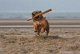 STAFFIE 341